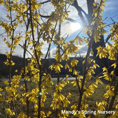 Northern Gold Forsythia