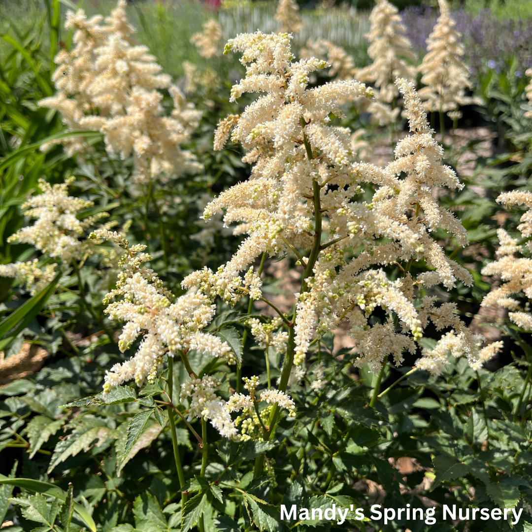 Deutschland Astilbe | Astilbe japonica