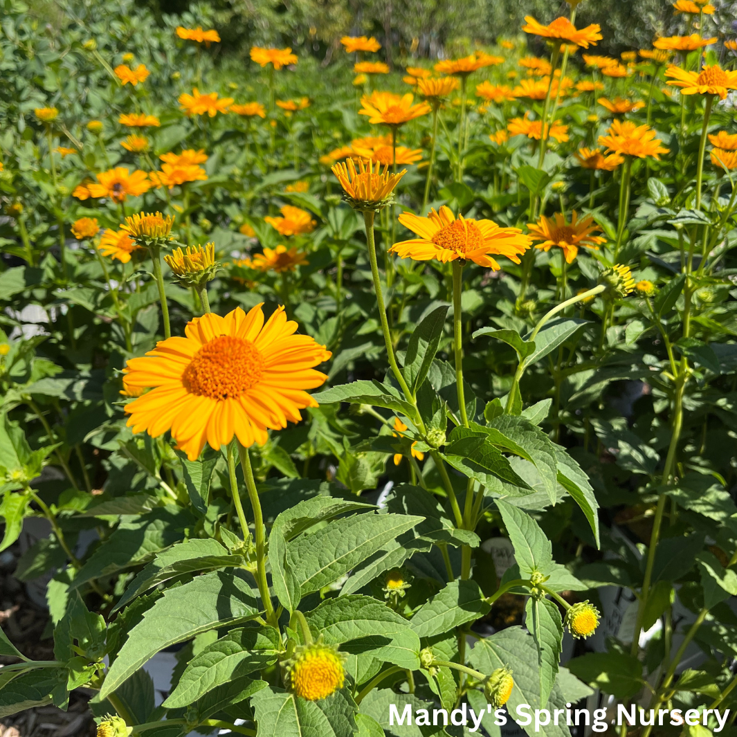 'Tuscan Sun' False Sunflower | Heliopsis helianthoides