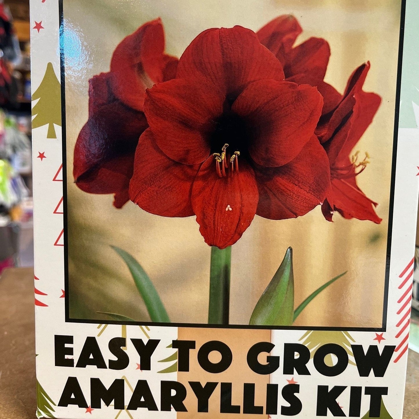 Amaryllis Growing Kit
