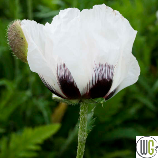 'Royal Wedding' Oriental Poppy | Papavar orientalis