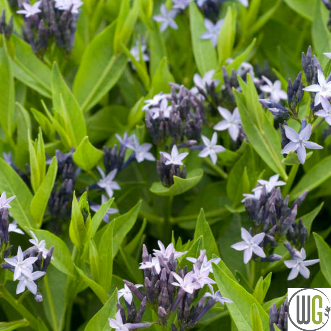 'Blue Ice' Blue Star | Amsonia