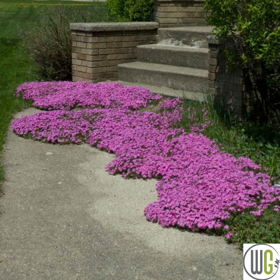 'Red Wing' Creeping Phlox | Phlox subulata