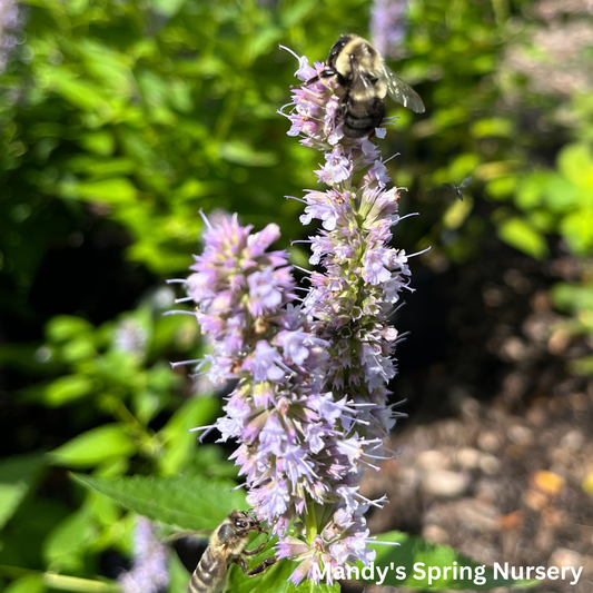 Blue Fortune Anise Hyssop | Agastache