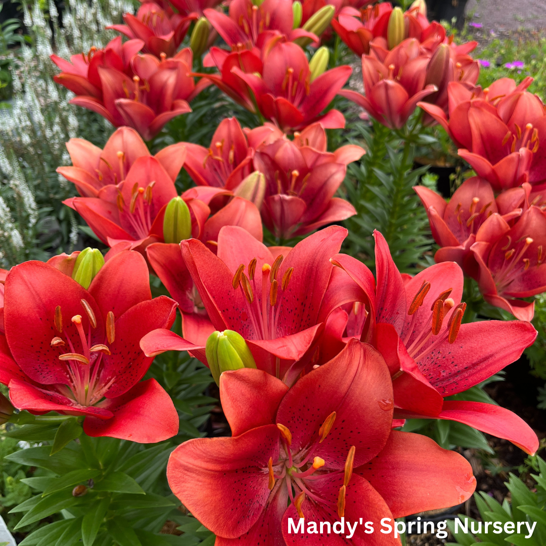 'Summer Scarlet®' LA Hybrid Asiatic Lily