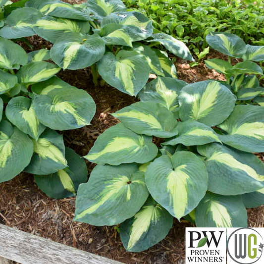 'Hudson Bay' Hosta | Hosta 'Hudson Bay'