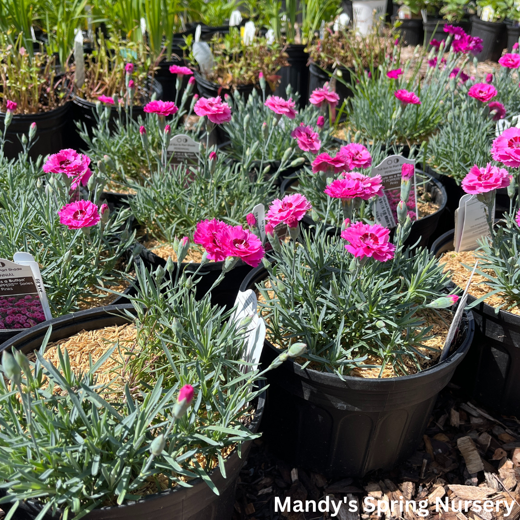 'Cute as a Button' Dianthus