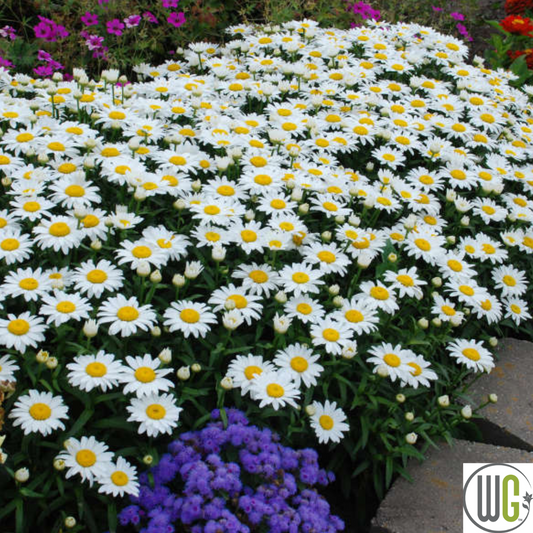 'Snowcap' Shasta Daisy | Leucanthemum 'Snowcap'