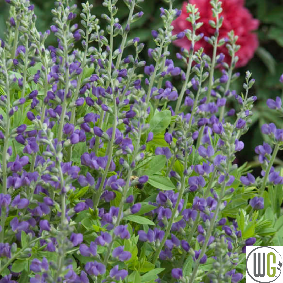 False Indigo | Baptisia australis