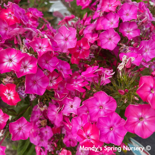 'Volcano Pink with White Eyes' Garden Phlox | Phlox paniculata