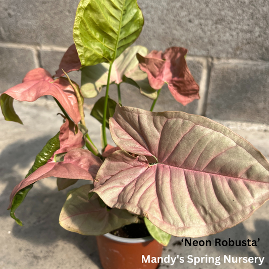 Arrowhead Plant | Syngonium