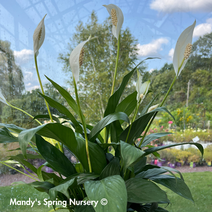 peace lily nursery 10p! Spathiphyllum/Peace Lily /Tropical