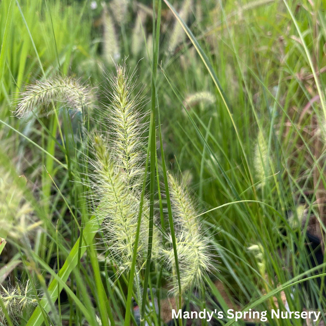 Piglet Fountain Grass | Pennisetum alopecuroides