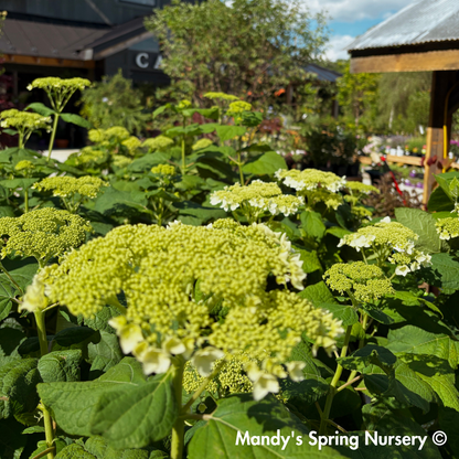 'Haas Halo' Hydrangea | Hydrangea Arborescens