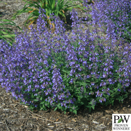 'Junior Walker' Catmint | Nepeta