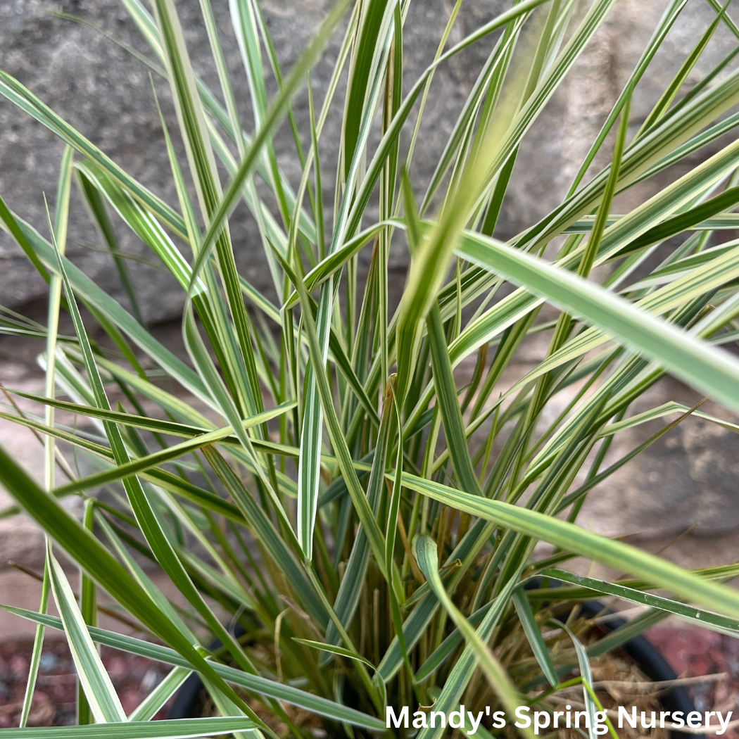 'Overdam' Variegated Feather Reed Grass | Calamagrostis acutiflora 'Overdam'