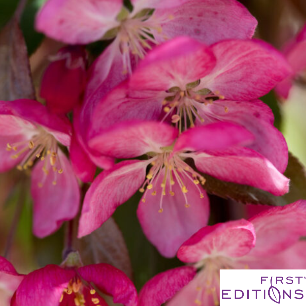 Ruby Tears Weeping Crabapple | Malus 'Bailears'