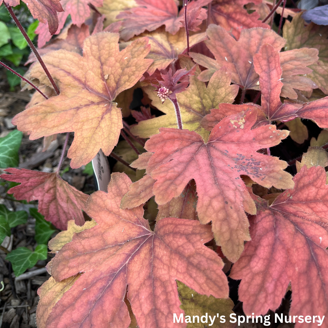 'Sweet Tea' Foamy Bells | Heucherella 'Sweet Tea'