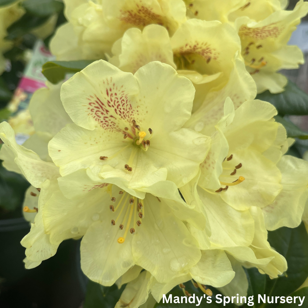Miyama™ Gold Prinz Rhododendron | Rhododendron yakushimanum 'Goldschatz'