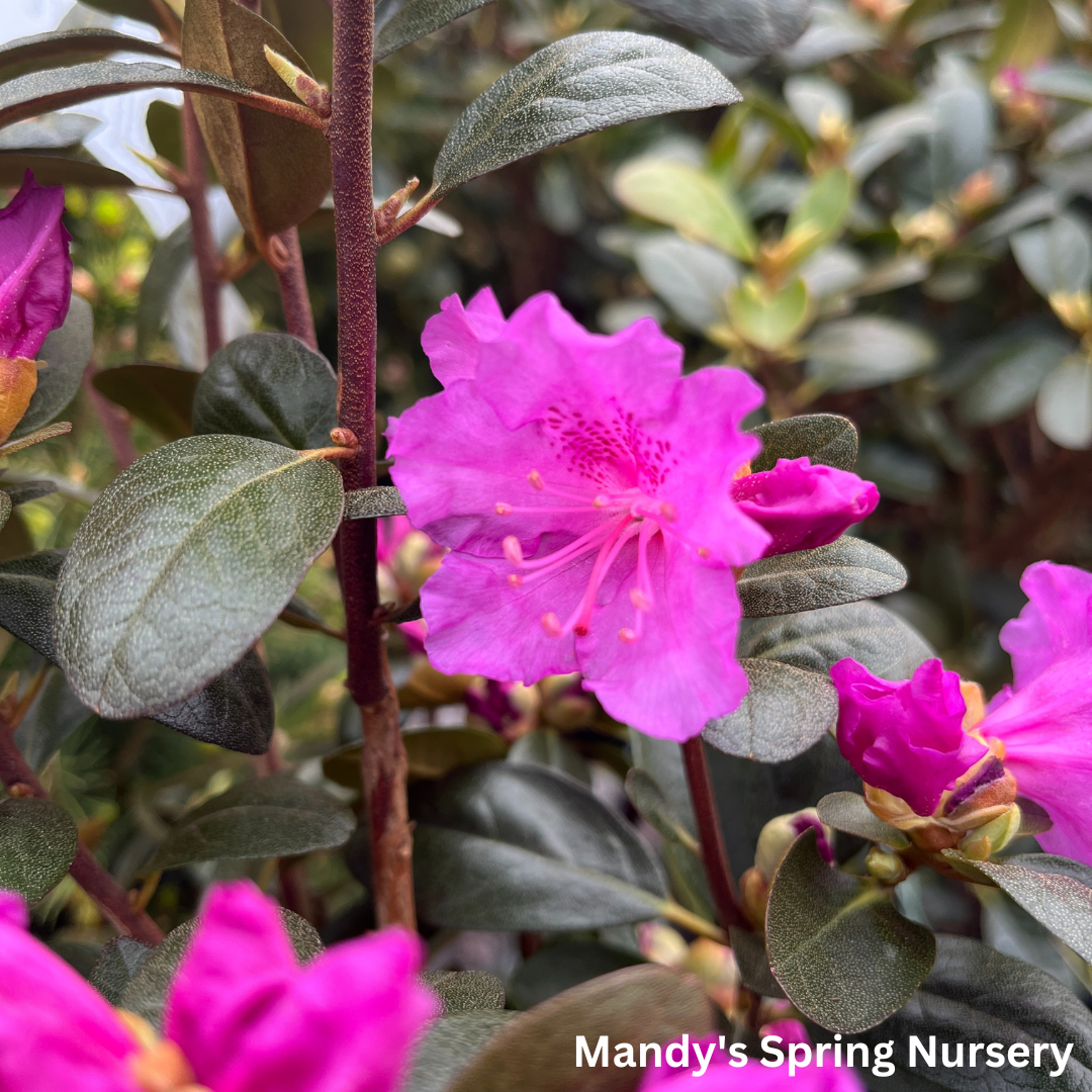 Pjm Rhoodendron PJM Elite' Rhododendron | Rhododendron 'PJM Elite' – Mandy Spring Farm ...
