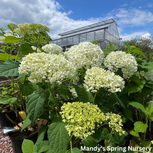 Annabelle Smooth Hydrangea
