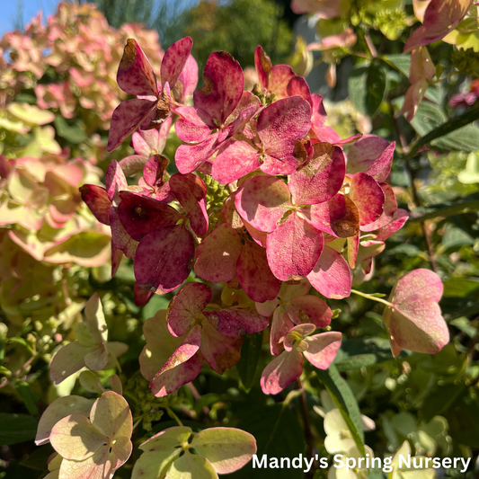 White Diamonds Hydrangea | Hydrangea paniculata