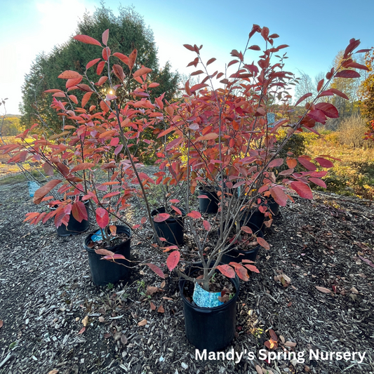 Brilliant Red Chokeberry | Aronia arbutifolia