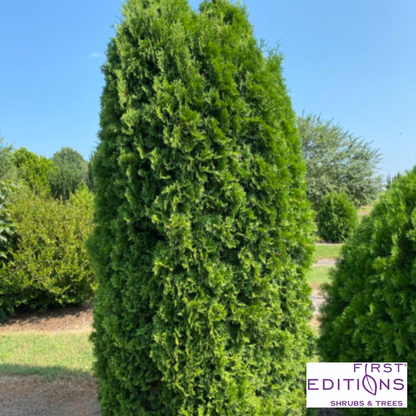 Tall Guy® Arborvitae | Thuja occidentalis
