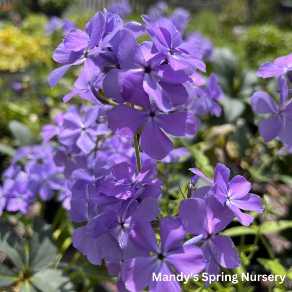 Blue Moon Woodland Phlox | Phlox divaricata – Mandy Spring Farm