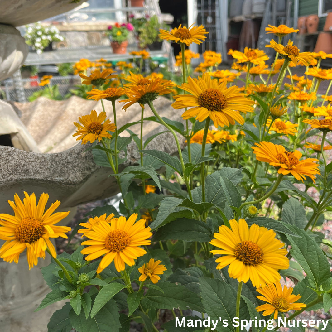 'Tuscan Sun' False Sunflower | Heliopsis helianthoides