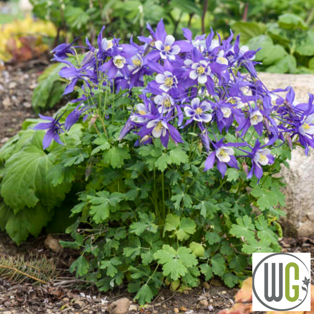 KIRIGAMI™ Mix Columbine | Aquilegia