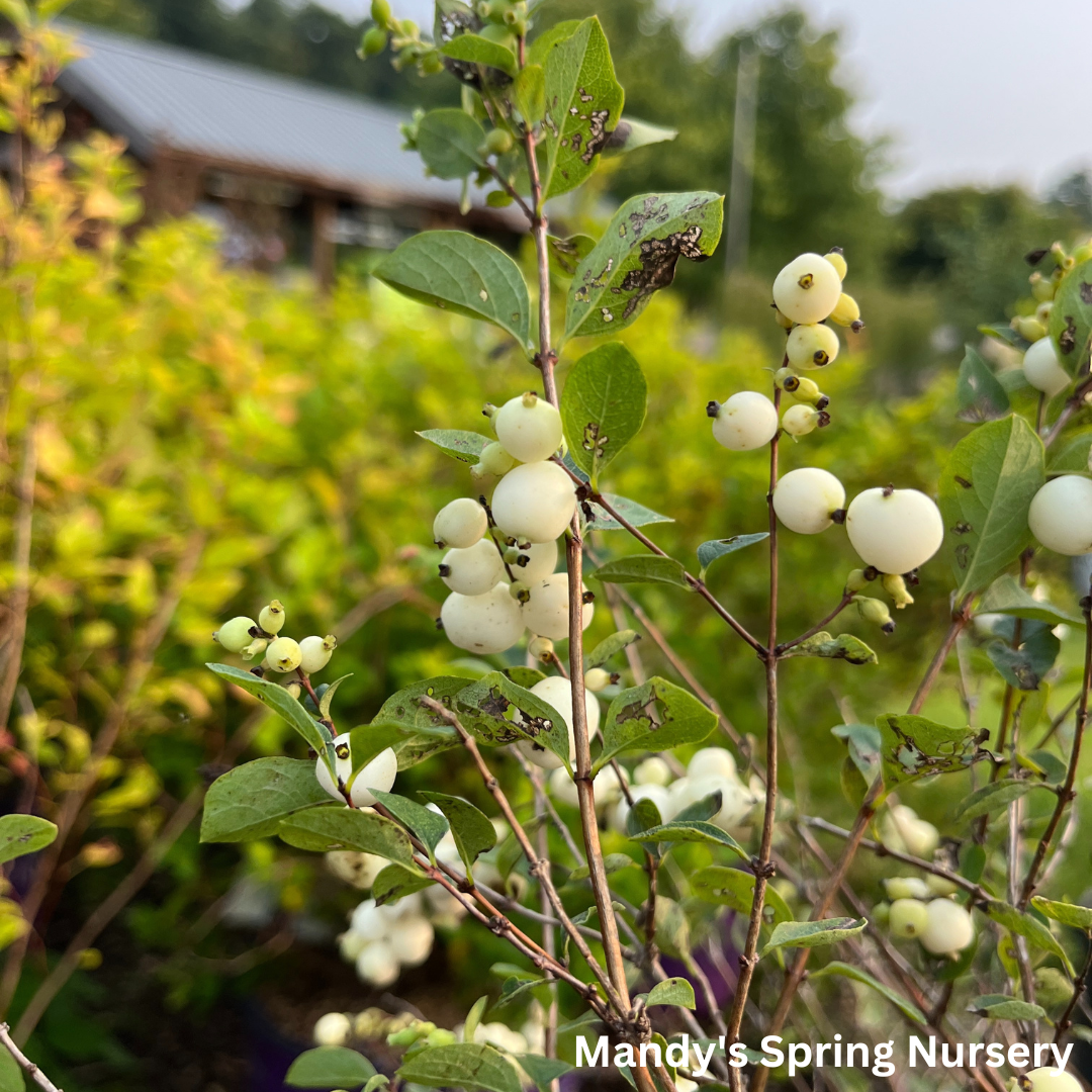 Galaxy Snowberry | Symphoricarpos x doorenbosii