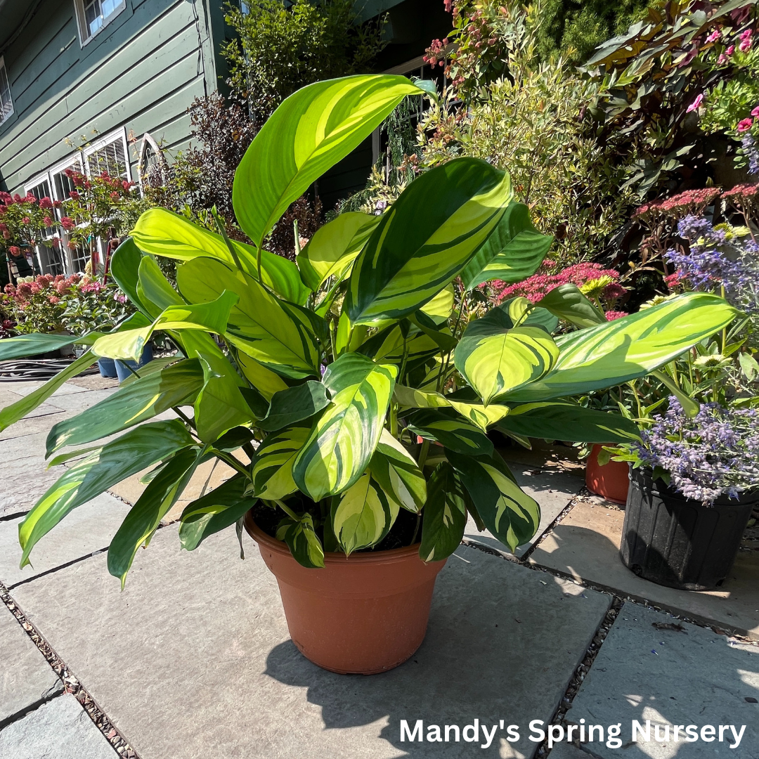 Ctenanthe Pilosa Golden Mosaic