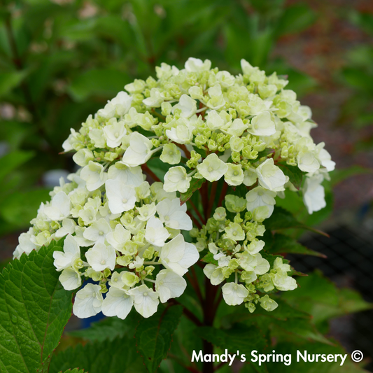 DreamCloud® Reblooming Hydrangea | Hydrangea macrophylla 'Bailmaceight'