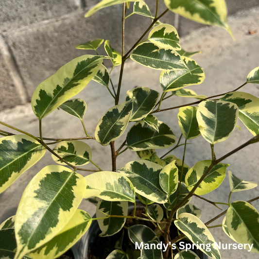 'Samantha' Weeping Fig - Ficus benjamina