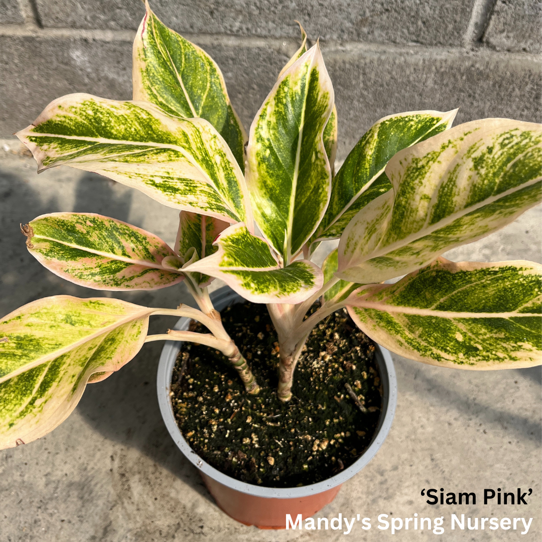 'Lucky Plant' | Aglaonema