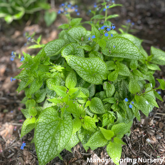 Jack Frost Brunnera