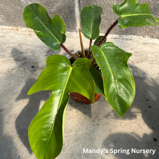 Hairy Philodendron | Philodendron squamiferum