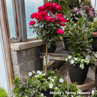 Red Double Knock Out Rose Tree-Form | Rosa