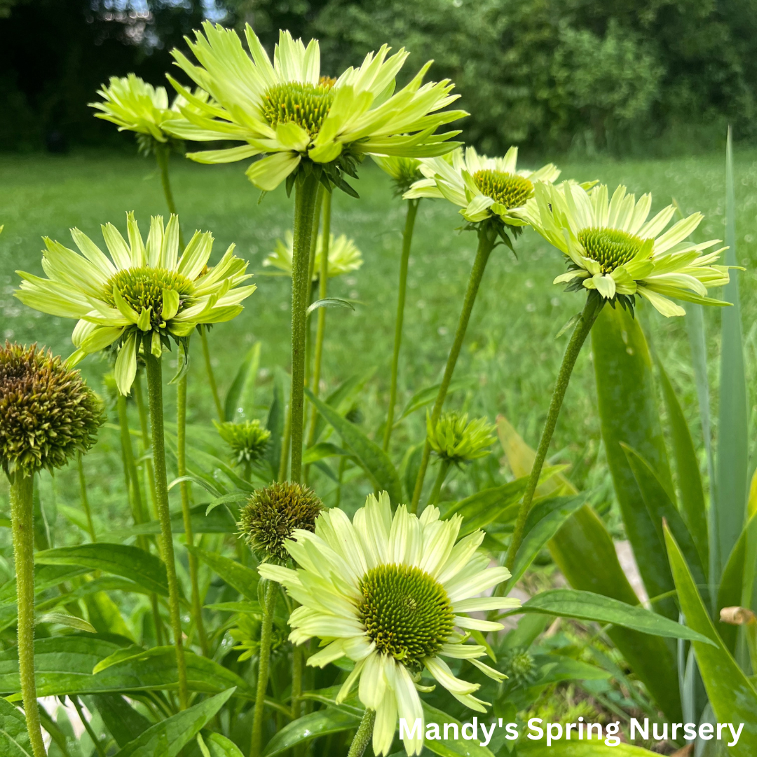 Green Jewel Coneflower | Echinacea purpurea