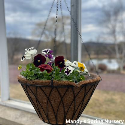 Austram Coco Coir Hanging Planter