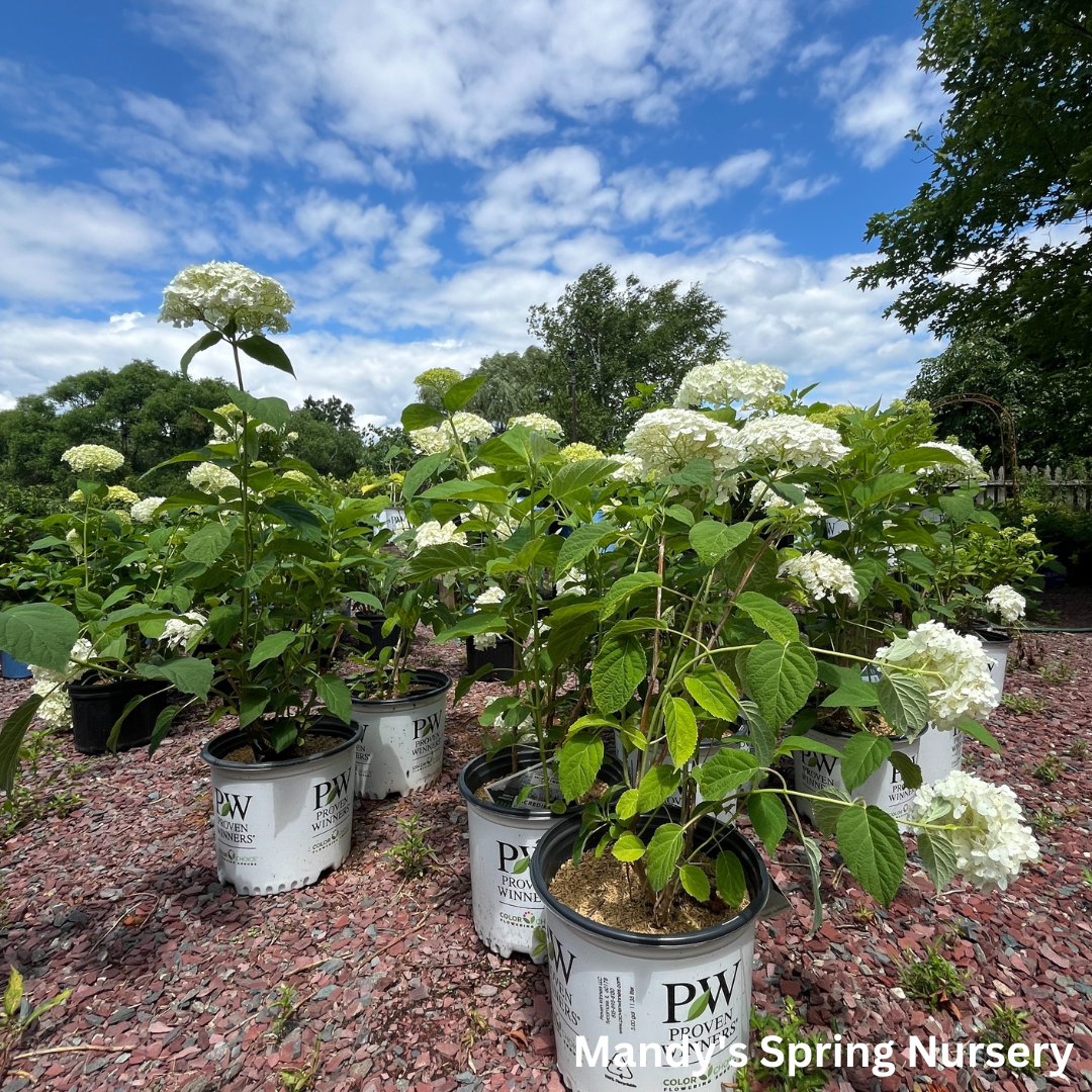 Incrediball Smooth Hydrangea | Hydrangea arborescens