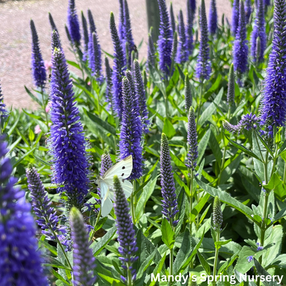 'Skyward™ Blue' Speedwell | Veronica longifolia 'Skyward™ Blue'