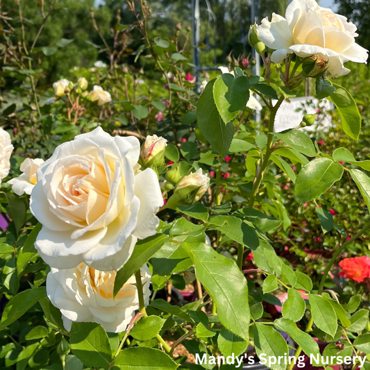 Hella® Climbing Rose