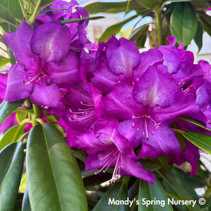 'Purple Passion' Rhododendron | Rhododendron 'Purple Passion'