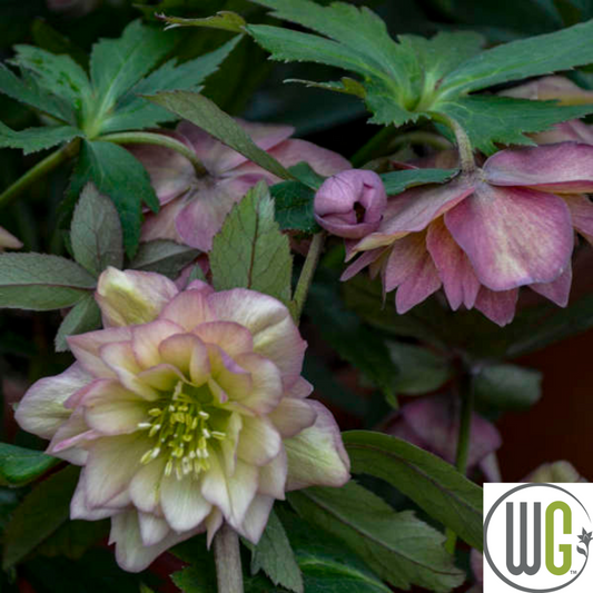 'Mother of the Bride' Lenten Rose | Helleborus