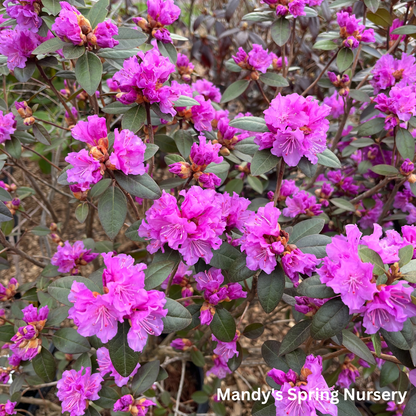 PJM Elite' Rhododendron | Rhododendron