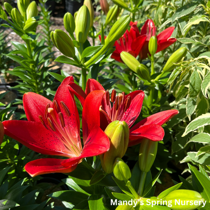 longiflorum asiatic hybrid lily Summer Scarlet®' LA Hybrid Asiatic Lily
