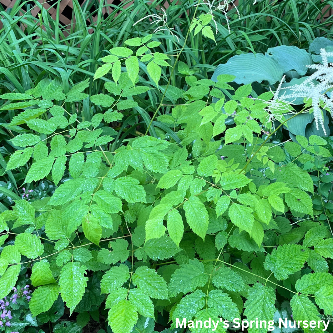 Goat's Beard | Aruncus dioicus