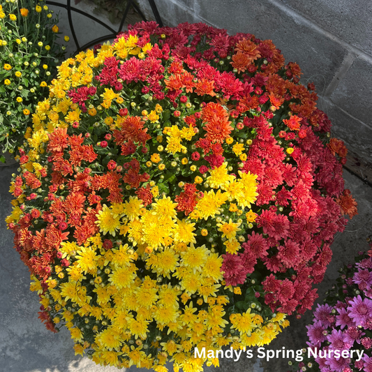 Mums & Kale Fall Assorted